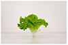 Fresh Vegetables
